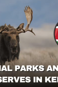 List of All National Parks and Game Reserves in Kenya